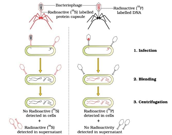 Important Diagrams: Molecular Basis of Inheritance | Biology Class 12 - NEET