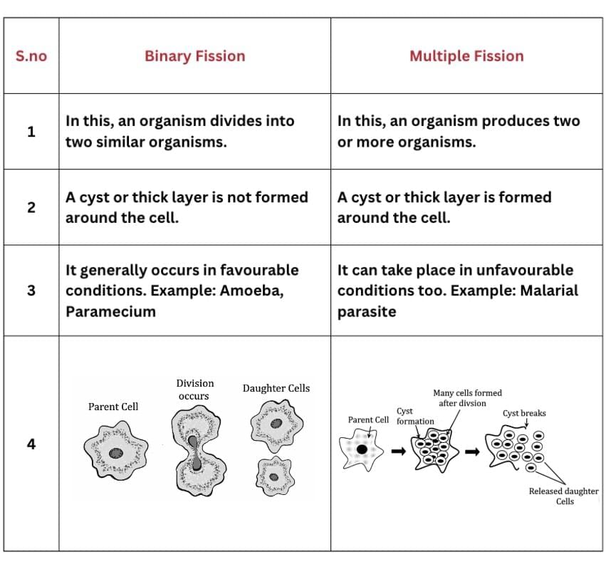 NCERT Solutions for Class 10 Science Chapter 7 - How do Organisms Reproduce