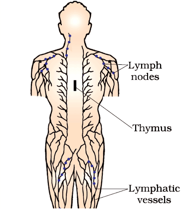 Immune System in the Body