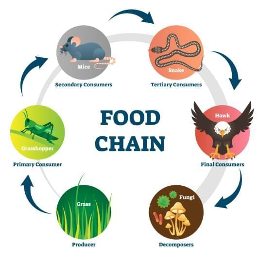 Notes: Food & Nutrition | EVS & Pedagogy Paper 1 for CTET & TET Exams - CTET & State TET