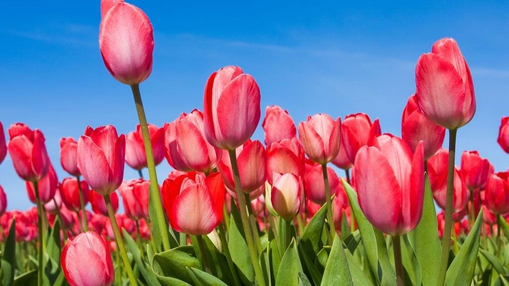 Important Words: Celebrating Festivals | EVS Class 3: The World around us (Our Wondrous World)