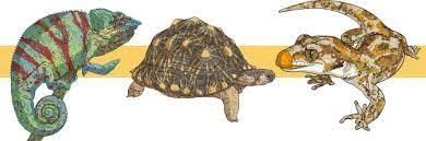 Class 5 Science - Animal Life - CBSE Worksheets - 2