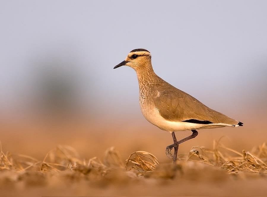 Sociable Lapwing