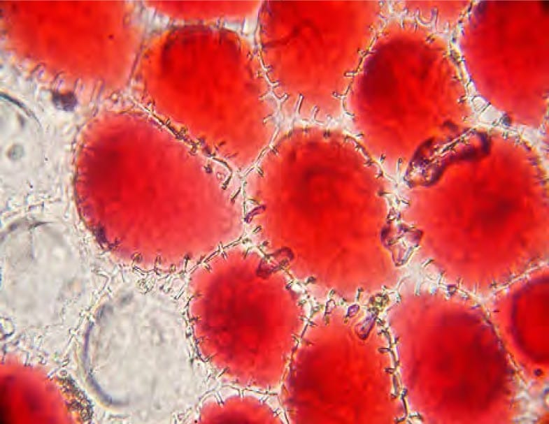 Cells differ in shape and size