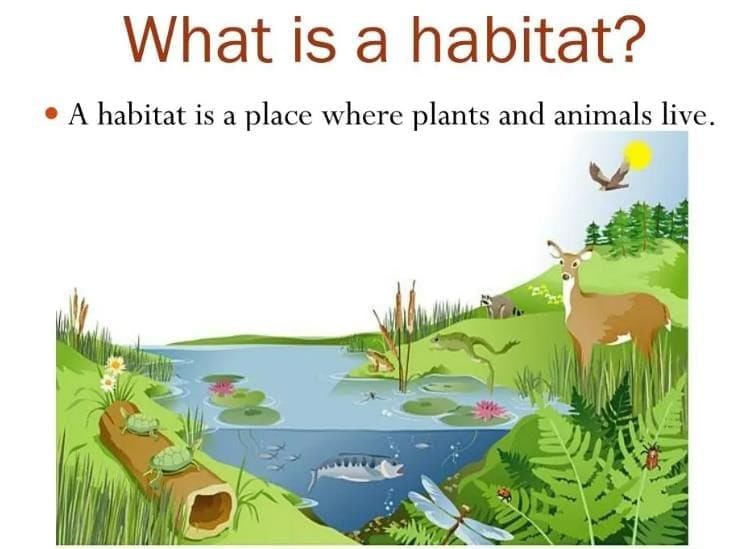 Unit Test (Solutions): How Nature Works in Harmony | Science Curiosity Class 8 -  New NCERT