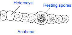 Classification : Diversity in Living Organisms Notes - Class 9