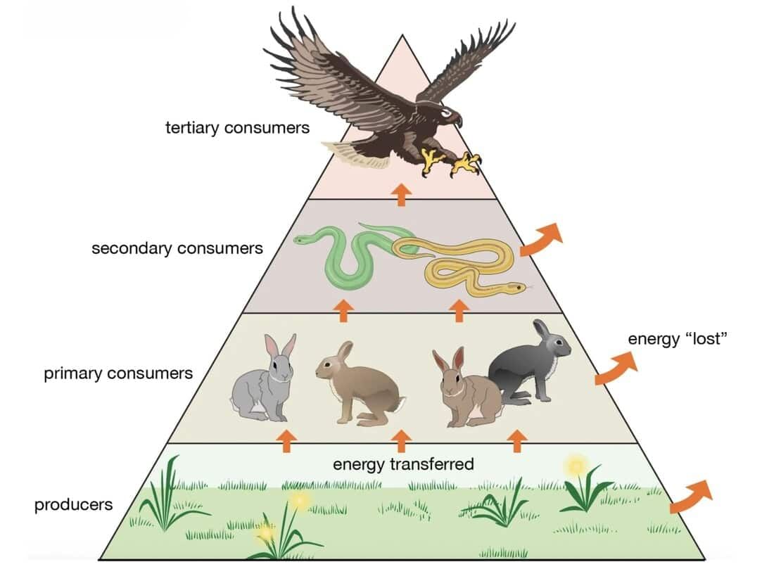Ecosystems Chapter Notes | Science for Grade 7