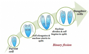 MOdes Of Asexual Reproduction - Class 10