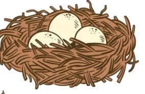 Nest