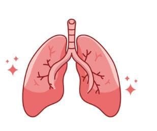 Lungs