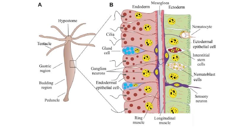 Anatomy of a hydrozoan polyp. (A)A Hydra polyp is essentially a two-layered tube, with a ring of tentacles around the mouth opening at the tip of the hypostome. Asexual budding occurs on the lower half of the body column. Interstitial stem cells and nematoblasts are distributed evenly in the body column, below the tentacle ring and above the border of the peduncle, which is the stalk between the budding region and pedal disc. (B)The bilayered cellular organization of a Hydra polyp. Ectoderm and endoderm are separated by an acellular matrix called the mesogloea (gray). All epithelial cells in Hydra are myoepithelial, with myofibers on the basal side (red). In ectodermal epithelial cells (green), the fibers are oriented longitudinally, and in endodermal epithelial cells (pink) they are oriented circumferentially (ring muscle). Most interstitial cells and nematoblast clusters are located between ectodermal epithelial cells. Neurons are found in both the endoderm and ectoderm. Sensory neurons are located between epithelial cells and connect to ganglion neurons (purple), which are at the base of the epithelium on top of the myofibers and sometimes cross the mesogloea. Different types of gland cells, most of which are found in the endoderm, are intermingled between the epithelial cells. �