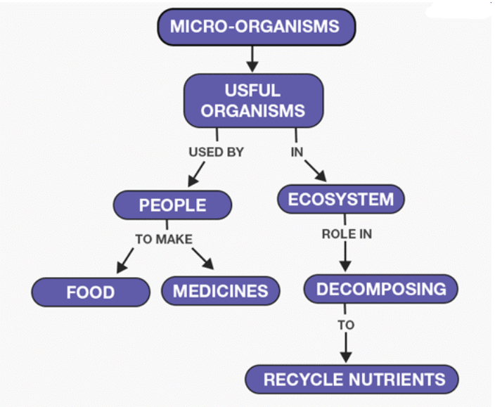 The Invisible Living World: Beyond Our Naked Eye Chapter Notes | Science Curiosity Class 8 - New NCERT