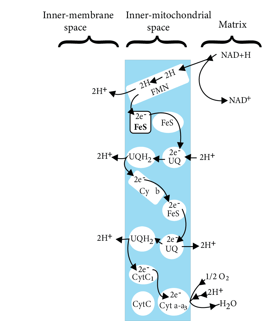 NCERT Solutions Class 11 Biology Chapter 14 - Respiration in Plants