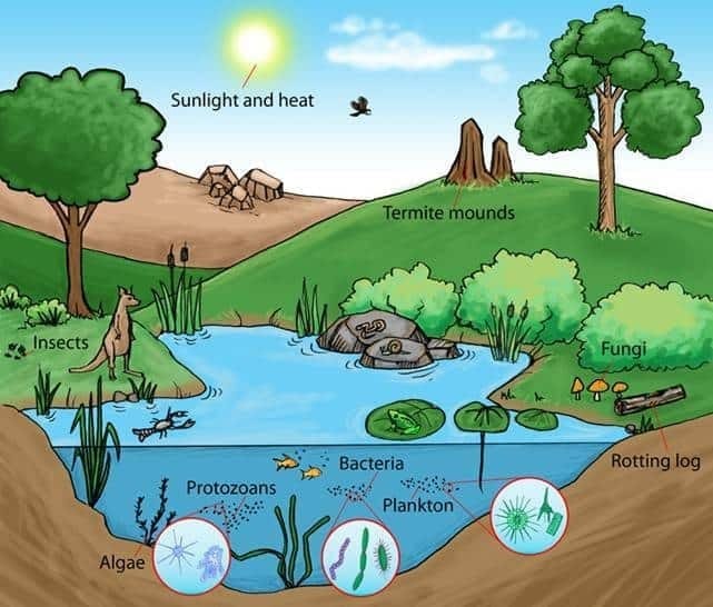 5. Pond Ecosystem - A Model Ecosystem