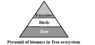 2.2 Pyramid of Biomass