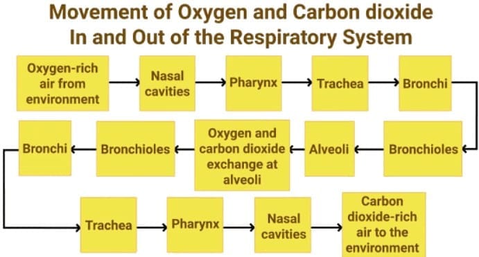 3.1 Complete Pathway Sequence