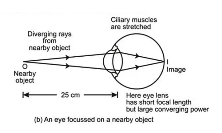 The Human Eye | Science Class 10