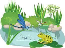 Worksheet: Web of Life - 2 | EVS for Class 3