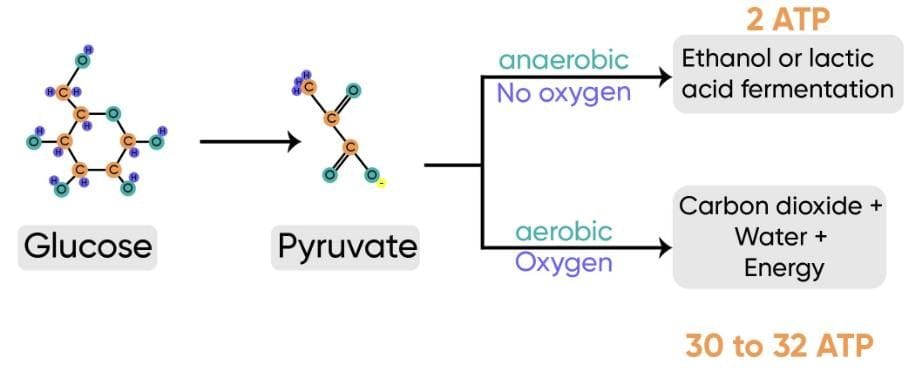 Previous Year Questions 2025