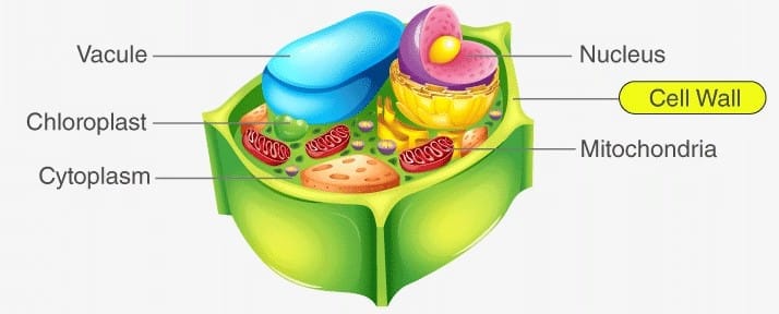 2.1 Functions of Cell Wall
