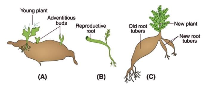 Important Definition: How do Organisms Reproduce? | Science Class 10