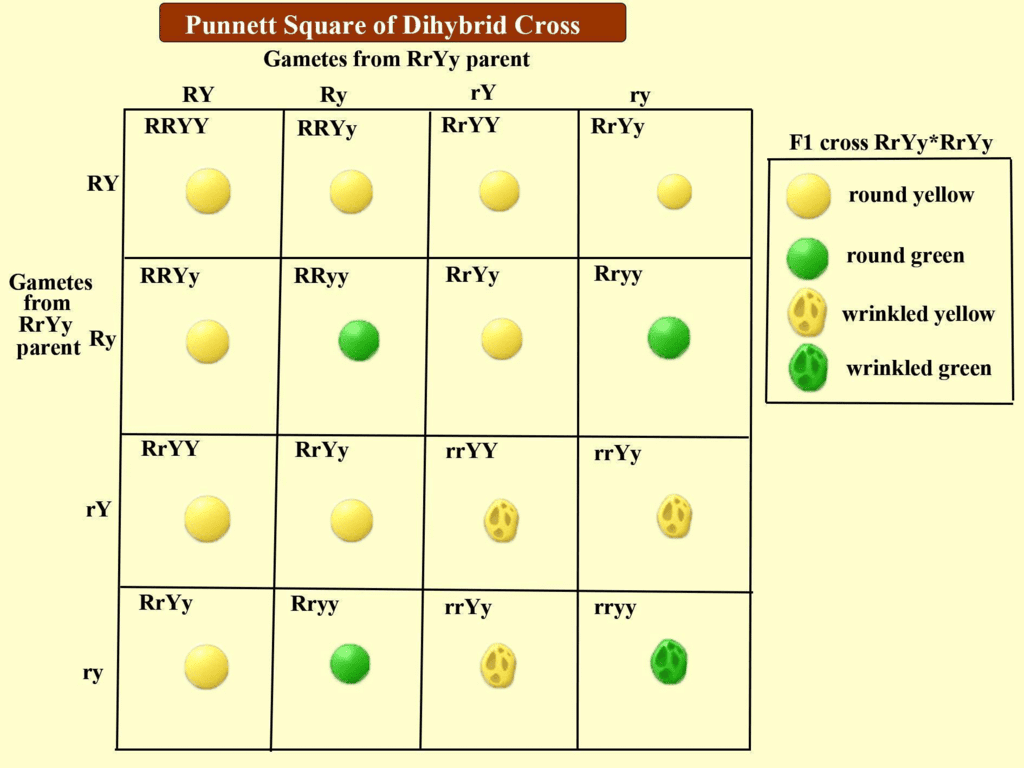 NCERT Exemplar: Heredity | Science Class 10