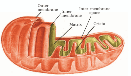 1. Mitochondria