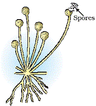 Explain the process of spore formation. - 95c04q3kk