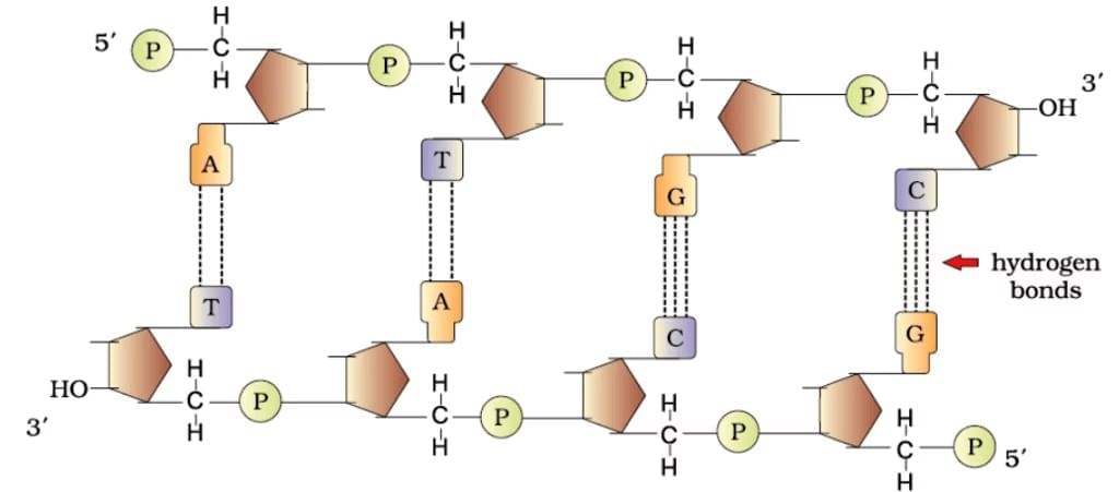 Important Diagrams: Molecular Basis of Inheritance | Biology Class 12 - NEET