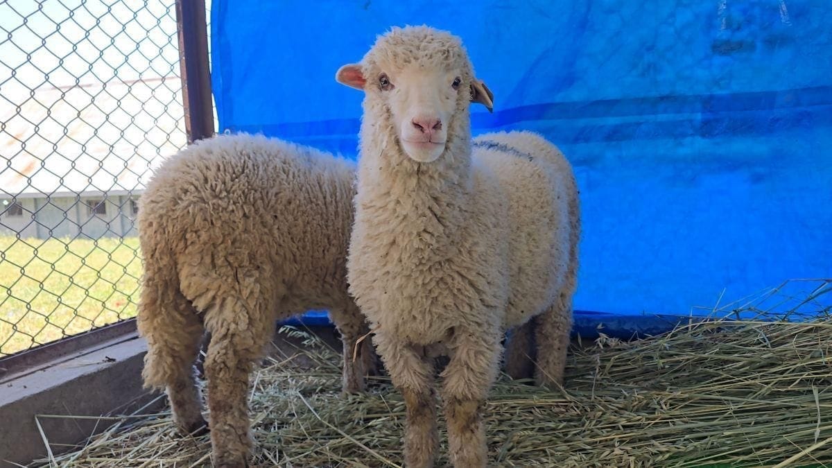 India`s First Gene-Edited Sheep Thrives at Six Months