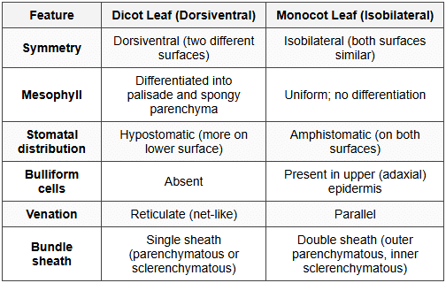 8.3 Comparison: Dicot vs Monocot Leaf