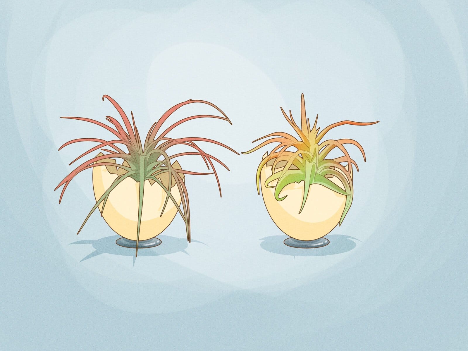 Powdery Strap Air Plants