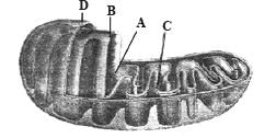 Cell - The Unit of Life Class 11 Notes Biology Chapter 8