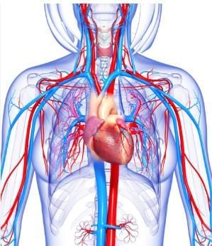 Important Facts about the Human Body | General Awareness - Bank Exams