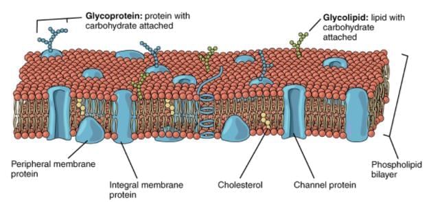 NEET Previous Year Questions (2016-2025): Cell: The Unit of Life | Biology Class 11