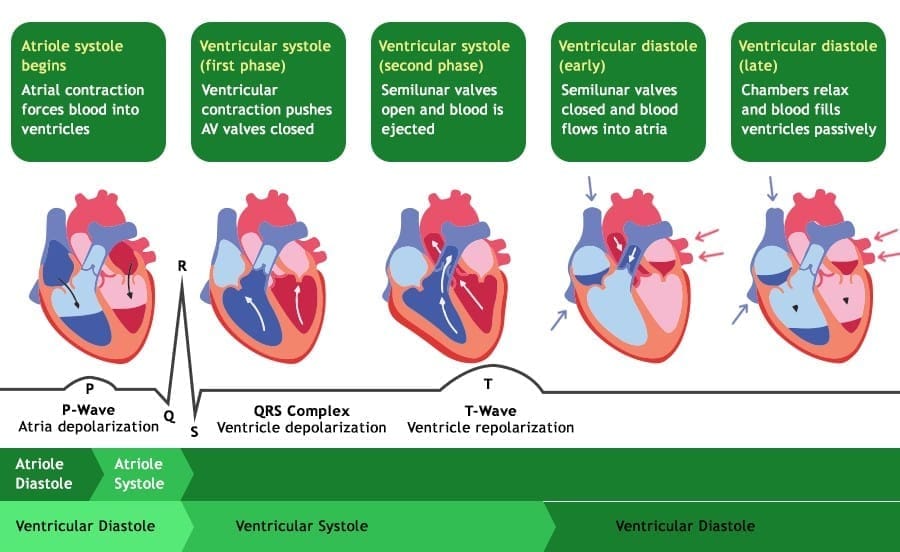 3. Electrocardiogram (ECG) and Cardiac Cycle