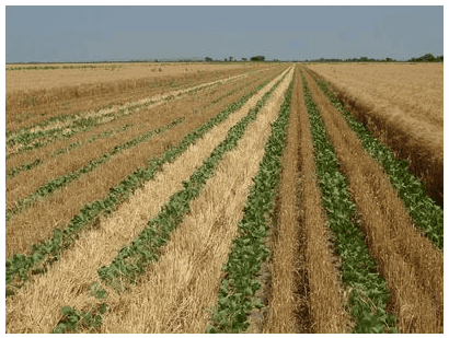 Types of Cropping Systems | Agriculture Optional for UPSC