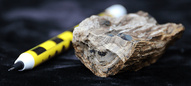 Modes of Preservation of Fossils | Geology Optional for UPSC