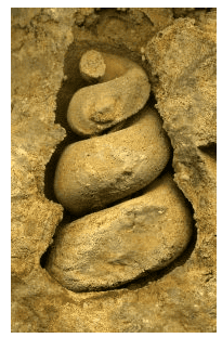 Modes of Preservation of Fossils | Geology Optional for UPSC