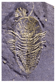 Modes of Preservation of Fossils | Geology Optional for UPSC