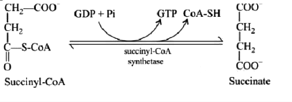NEET Previous Year Questions (2016-2025): Respiration in Plants | Biology Class 11