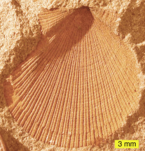 Modes of Preservation of Fossils | Geology Optional for UPSC