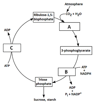 NEET Previous Year Questions (2016-2024): Photosynthesis in Higher Plants | Biology Class 11