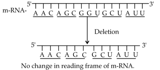 NEET Previous Year Questions(2016-25): Molecular Basis of Inheritance | Biology Class 12