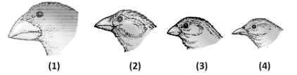 NEET Previous Year Questions (2016-2025): Evolution | Biology Class 12