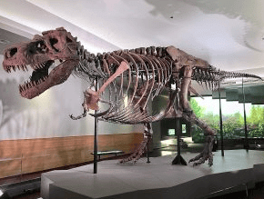 Modes of Preservation of Fossils | Geology Optional for UPSC