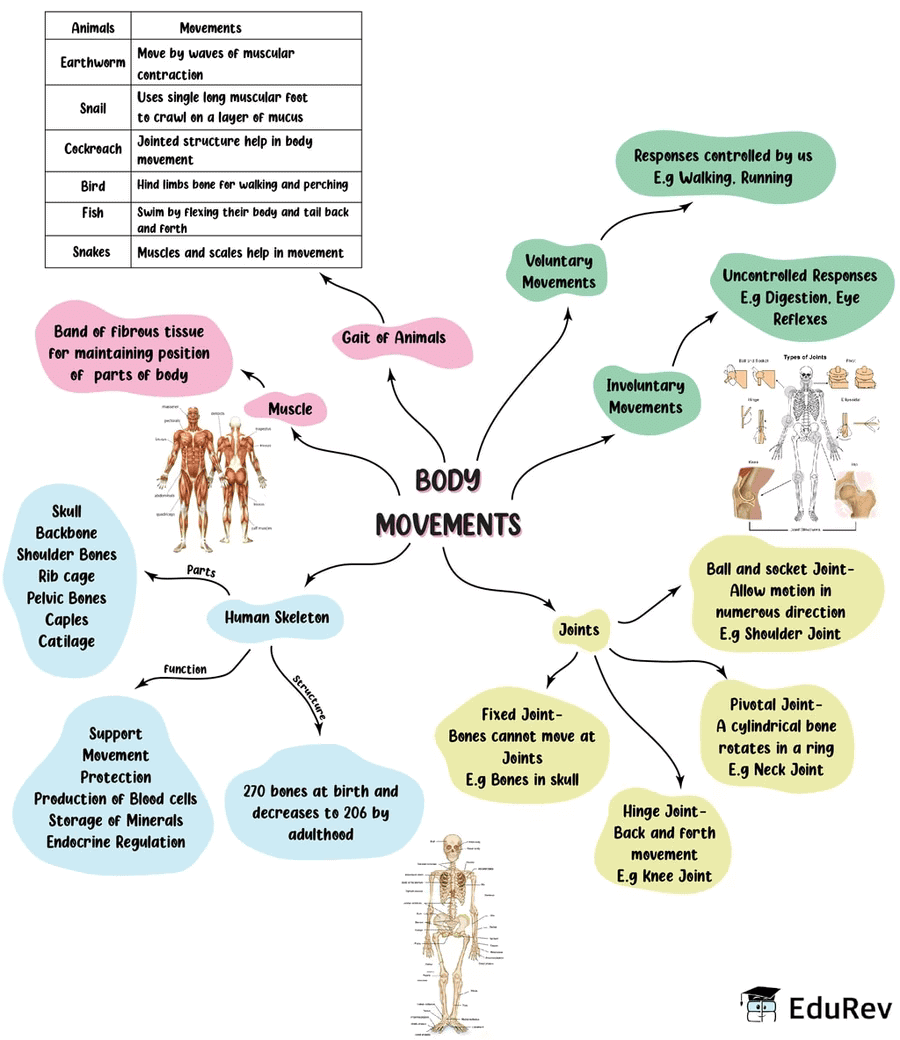 Mind Map: Body Movement | Subject-Wise Mind Maps for Class 6