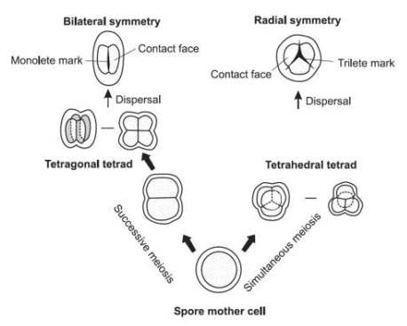 Different Kinds of Microfossils | Geology Optional for UPSC