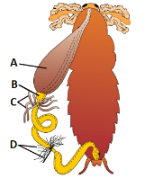 NEET Previous Year Questions (2016-2024): Structural Organisation in Animals | Biology Class 11