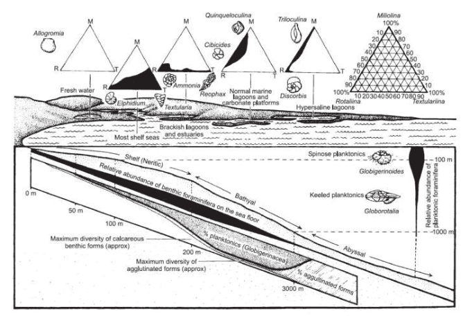 Different Kinds of Microfossils | Geology Optional for UPSC